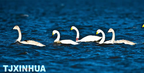 天鵝南遷蒞津門