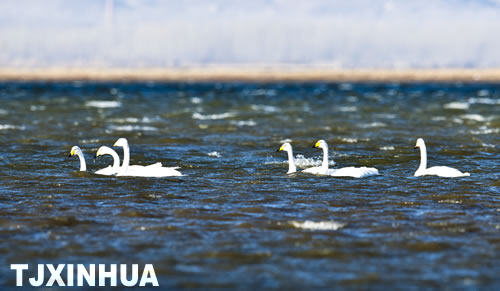 天鵝南遷蒞津門