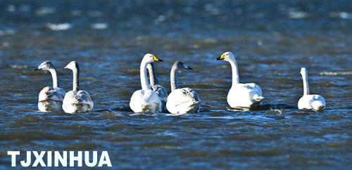 天鵝南遷蒞津門
