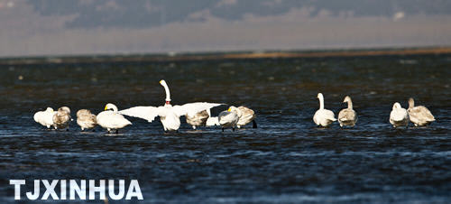 天鵝南遷蒞津門