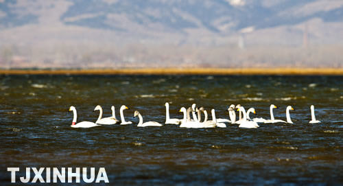 天鵝南遷蒞津門