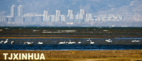天鵝南遷蒞津門