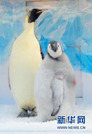 中國首次成功繁育的帝企鵝“寶寶”公開亮相