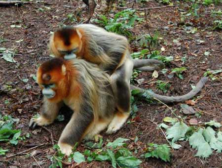 神農架首次發現金絲猴有同性戀現象
