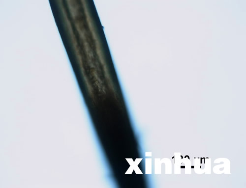 專家稱神農架野人不存在 野人紅毛皆是偽造