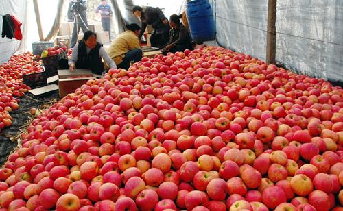 高價蘋果調查:三大因素是推手