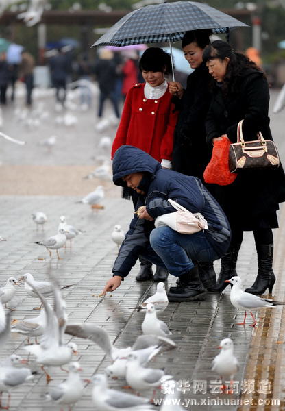 “春城”昆明大幅降溫