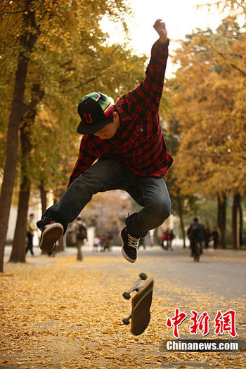 成都進入銀杏最佳觀賞期