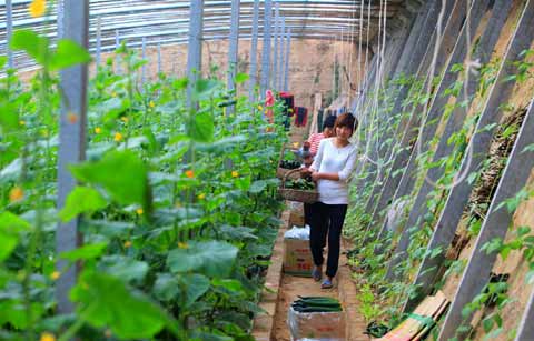 “農(nóng)超對(duì)接”穩(wěn)菜價(jià)（圖）