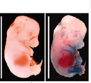 美科學雜志公布十大科學突破 中國兩項上榜(圖)
