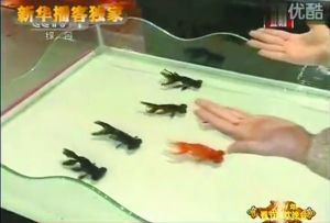 53家動保組織致信央視要求停演金魚魔術