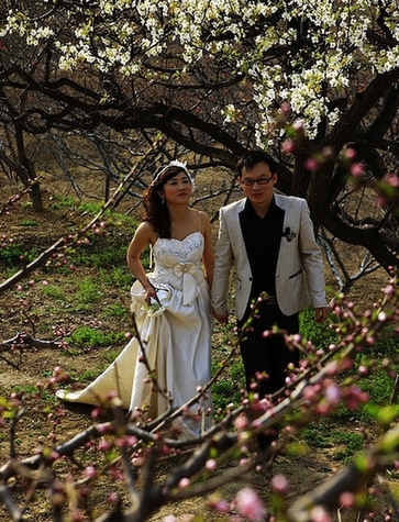 到濟(jì)南南部賞花去（圖）