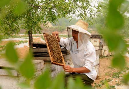 棗花飄香蜂客來(lái)