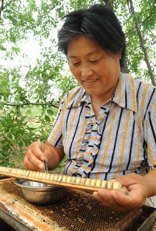 棗花飄香蜂客來(lái)