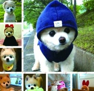 8月網上誰最紅：藍精靈、小俊介還有HOLD姐