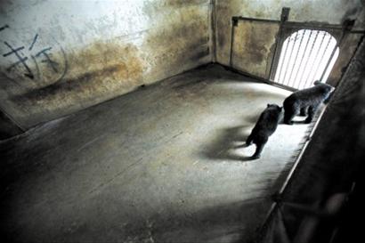 曝馴獸員猛踢小黑熊 上海動物園:虐熊事件屬實