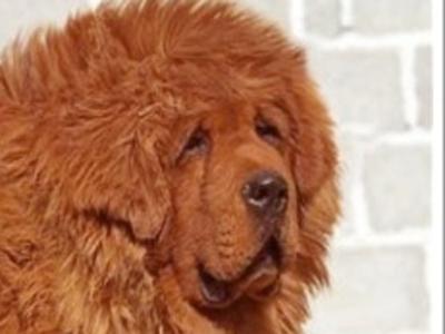 價值不菲！千奇百怪最貴之物