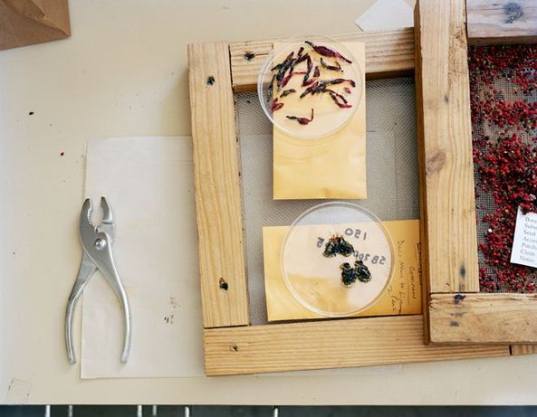 深入神秘的世界末日種子庫