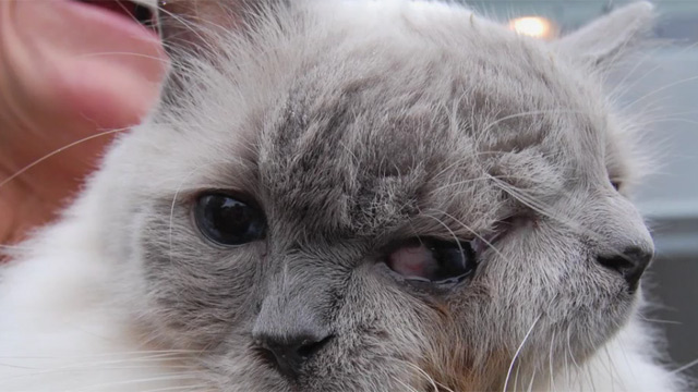 生命超頑強(qiáng)的美國(guó)