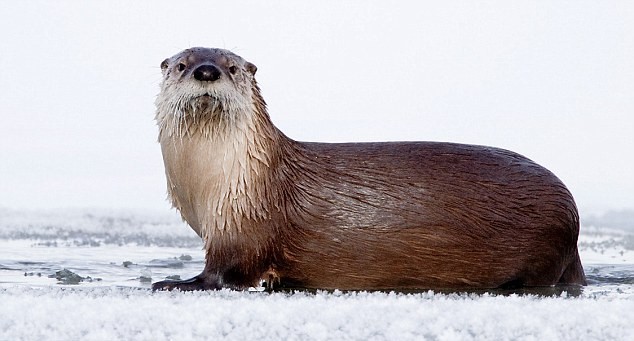 小水獺英勇嚇退野狼 勝利后直面攝影師鏡頭