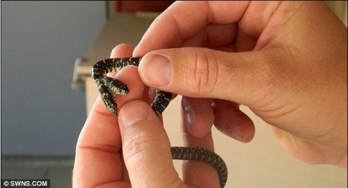 太神奇了！雙頭動(dòng)物大盤(pán)點(diǎn)