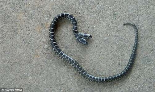 太神奇了！雙頭動(dòng)物大盤(pán)點(diǎn)