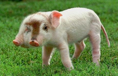 太神奇了！雙頭動物大盤點