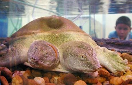 太神奇了！雙頭動物大盤點