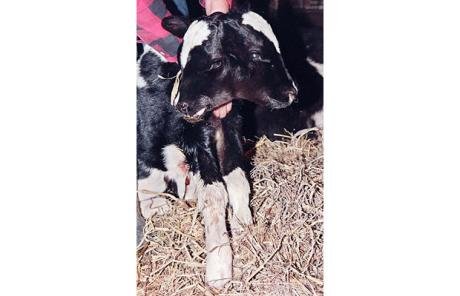 太神奇了！雙頭動物大盤點(diǎn)