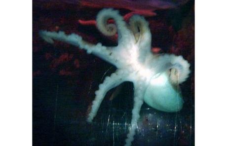 太神奇了！雙頭動物大盤點