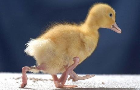 太神奇了!雙頭動物大盤點