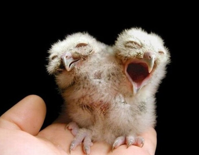 太神奇了！雙頭動物大盤點