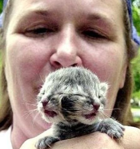 太神奇了！雙頭動物大盤點