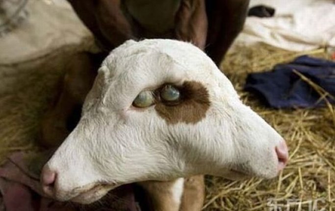 太神奇了！雙頭動物大盤點