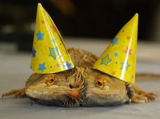 太神奇了！雙頭動物大盤點(diǎn)