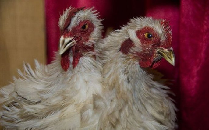 太神奇了！雙頭動物大盤點