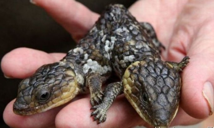 太神奇了！雙頭動(dòng)物大盤點(diǎn)