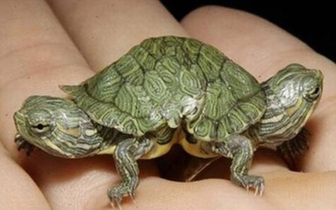 太神奇了！雙頭動物大盤點