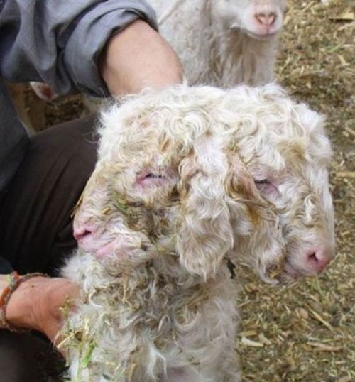 太神奇了！雙頭動物大盤點