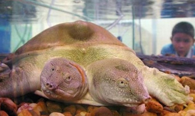 太神奇了！雙頭動物大盤點