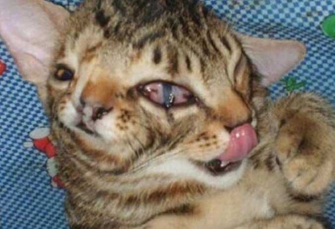 太神奇了！雙頭動物大盤點