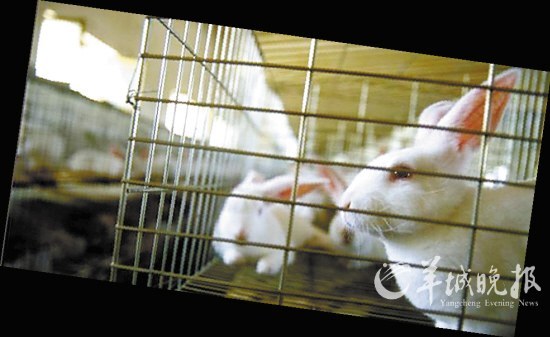 第一個(gè)人獸混合胚胎來(lái)自中國(guó)