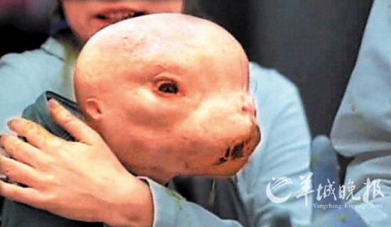 第一個人獸混合胚胎來自中國