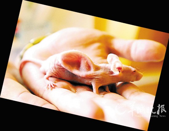 第一個(gè)人獸混合胚胎來自中國