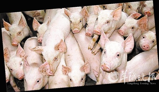 第一個(gè)人獸混合胚胎來自中國