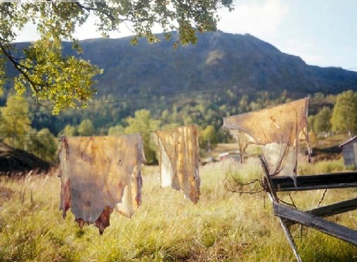 生活在北極圈的薩米族部落