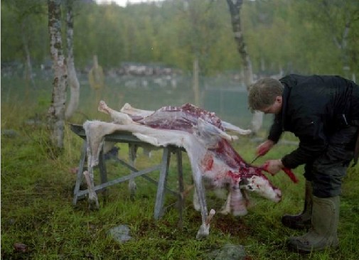生活在北極圈的薩米族部落