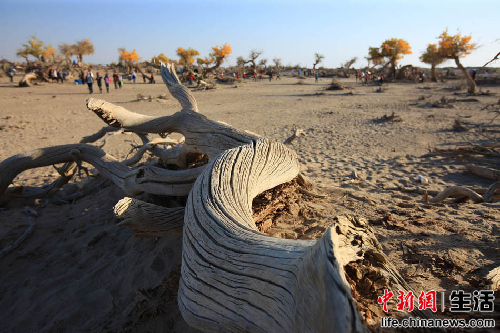 盤(pán)點(diǎn)國(guó)內(nèi)十大“秋色”