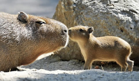 動物小了才可愛！超級萌的小動物