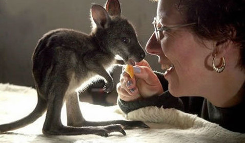 動(dòng)物小了才可愛！超級萌的小動(dòng)物